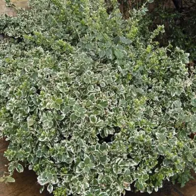 Бересклет ЭМЕРАЛЬД ГАИТИ форчуна  в Витебске