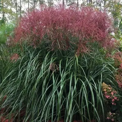 Мискантус МАЛЕПАРТУС китайский  в Витебске