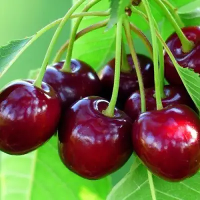 Вишня ВЯНОК в Витебске