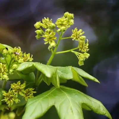 Клен полевой в Витебске