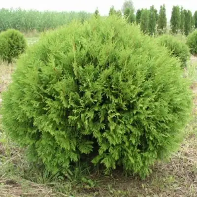 Туя ГЛОБОЗА западная в Витебске