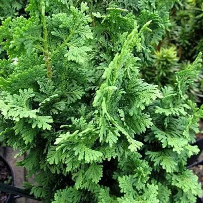 Туя ЗМАТЛИК западная в Витебске