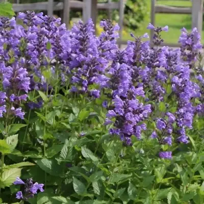 Котовник БЛЮ ДРИМС полусидячий в Витебске