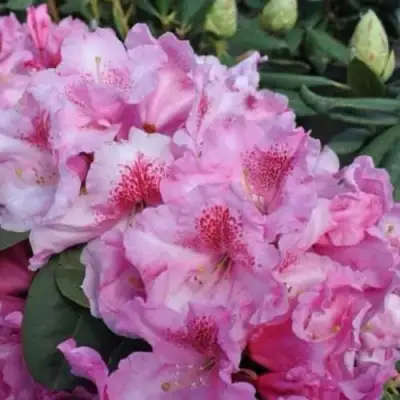 Рододендрон КЛАУДИУС в Витебске