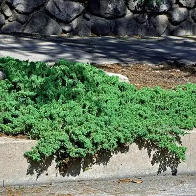 Можжевельник НАНА лежачий в Витебске
