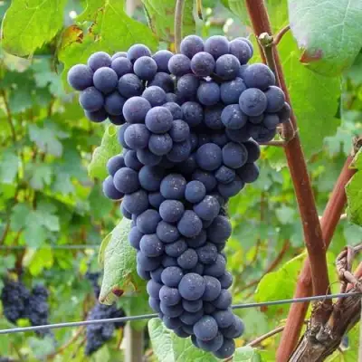 Виноград МУКУЗАНИ в Витебске