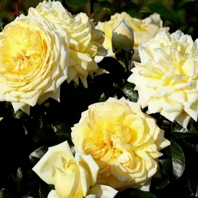 Роза НАДЯ МЕЙДИЛАНД почвопокровная в Витебске