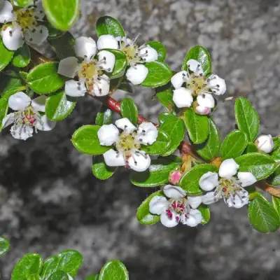 Кизильник ТАНГСТЕДТ горизонтальный  в Витебске