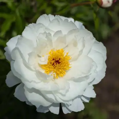 Пион МИСС АМЕРИКА травянистый в Витебске