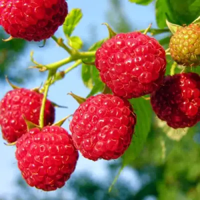 Малина МЕТЕОР в Витебске