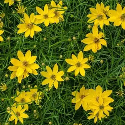 Кореопсис мутовчатый в Витебске