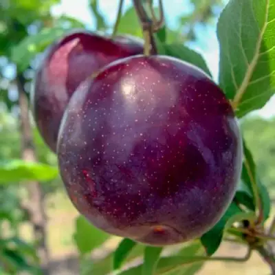 Слива АНЖЕЛИНО в Витебске