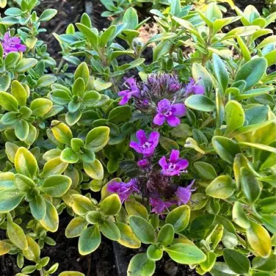 Тимьян АРЧЕРЗ ГОЛД в Витебске