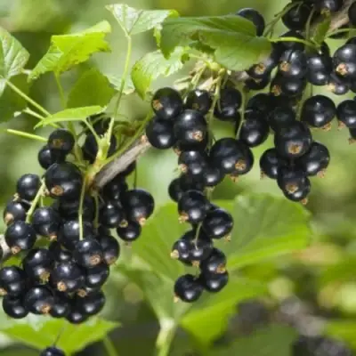 Смородина черная БЕН КОНАН в Витебске