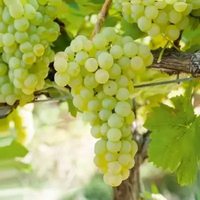 Виноград КИШМИШ МУСКАТНЫЙ в Витебске