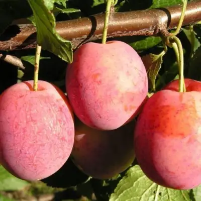 Слива ВИКТОРИЯ в Витебске