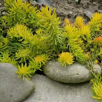 Очиток (седум) АНГЕЛИНА оттогнутый в Витебске