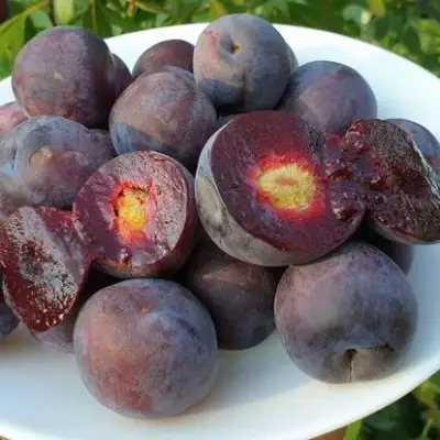 Сливово-вишневый гибрид МЕЙНОР в Витебске