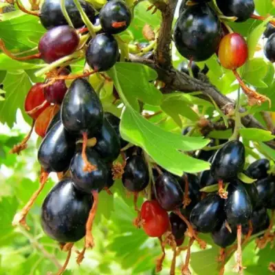 Смородина золотистая БОКАЛИНСКАЯ в Витебске