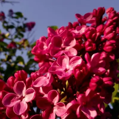 Сирень КРАСНАЯ МОСКВА в Витебске