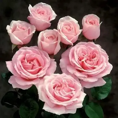 Роза ФРЕДЕРИК МИСТРАЛЬ чайно-гибридная в Витебске