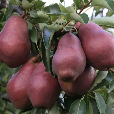 Груша РЕД ВИЛЬЯМС в Витебске