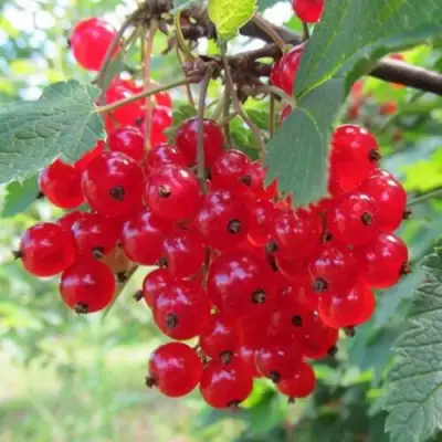 Смородина красная КРАСНАЯ АНДРЕЙЧЕНКО в Витебске