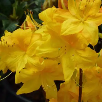 Азалия ЛИМЕТТА листопадная в Витебске