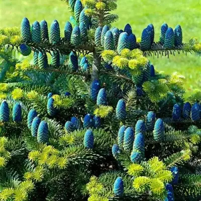 Пихта корейская  в Витебске