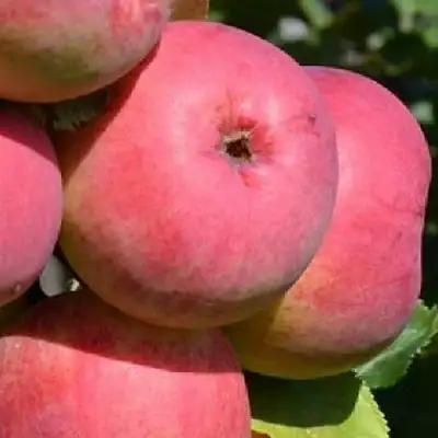 Яблоня ВЭМ-РОЗОВЫЙ в Витебске