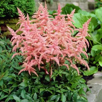 Астильба БРЕССИНГЕМ БЬЮТИ Арендса в Витебске