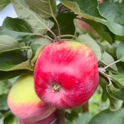 Яблоня АРБАТ колонновидная в Витебске