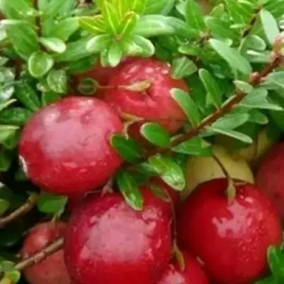 Клюква ХОЛЬШТАЙН в Витебске