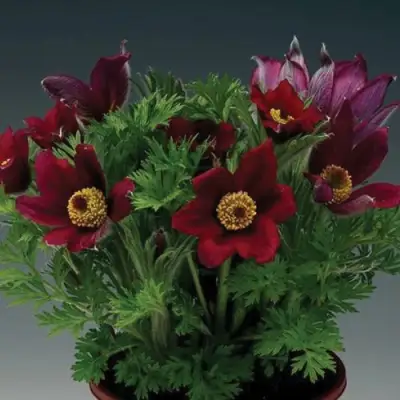 Прострел ПИНВИЛ РЕД ШЕЙДЕС в Витебске