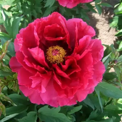 Пион КРАСНЫЙ ГИГАНТ древовидный в Витебске