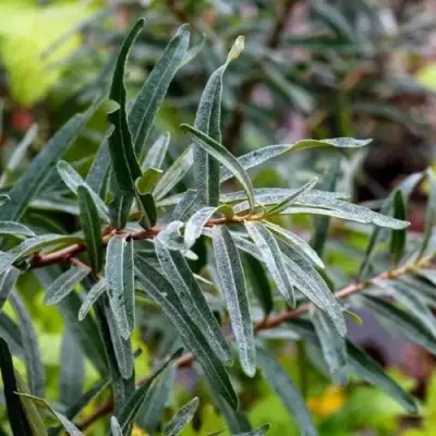 Облепиха АДАМ (МУЖСКАЯ) в Витебске