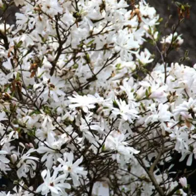 Магнолия СТЕЛЛАТА в Витебске