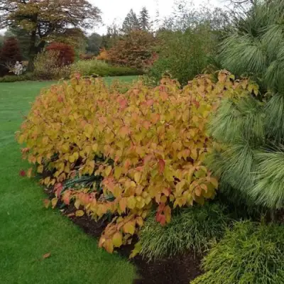 Дерен кроваво-красный Анна Винтер Оранж