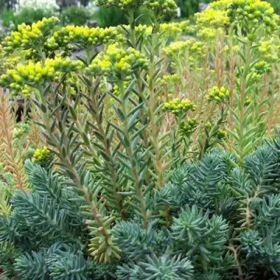 Очиток (седум) отогнутый в Витебске