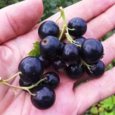 Смородина чёрная ГЕРКУЛЕС в Витебске