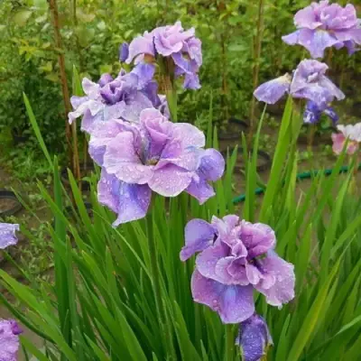 Ирис ХЭВИНГ ФАН сибирский в Витебске