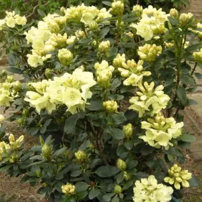 Рододендрон ГОЛДКРОН в Витебске