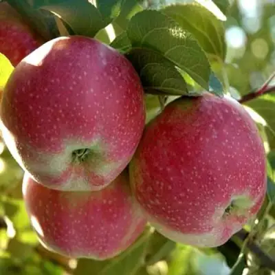 Яблоня АЛЬВА в Витебске