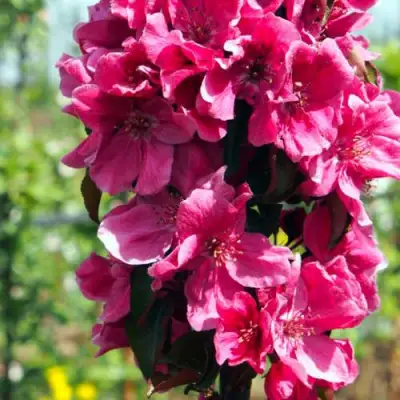 Яблоня МАЛИНОВОЕ ОЖЕРЕЛЬЕ колонновидная в Витебске