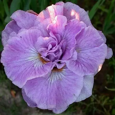 Ирис ИМПЕРИАЛ ОПАЛ сибирский в Витебске