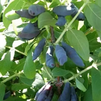 Жимолость съедобная НИМФА (ГАММА) в Витебске