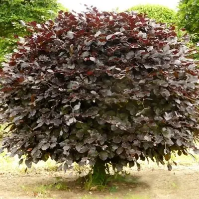 Бук лесной АТРОПУНИЦЕА в Витебске