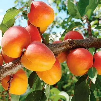 Абрикос ТРИУМФ СЕВЕРНЫЙ в Витебске