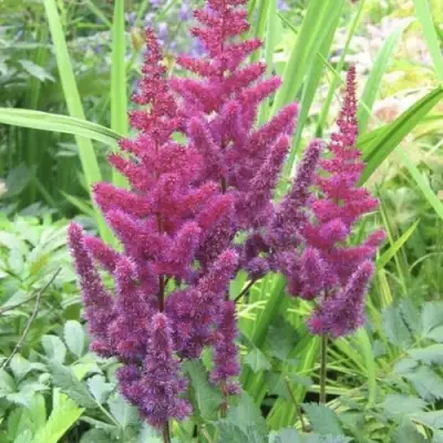 Астильба КАРАОКЕ ПАРТИ китайская в Витебске