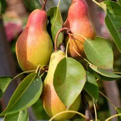 Груша РУССКАЯ КРАСАВИЦА (КРАСАВИЦА ЧЕРНЕНКО) в Витебске